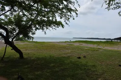a tree in a field next to the ocean at La Ceja Beach House in El Tamarindo