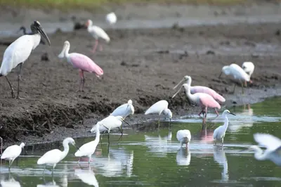 a group of birds standing in the water at La Ceja Beach House in El Tamarindo