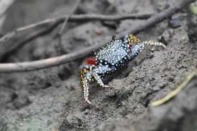 a small blue and black lizard on a rock at La Ceja Beach House in El Tamarindo