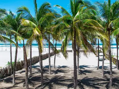 a group of palm trees on the beach at Hotel Bahia del Sol in La Herradura