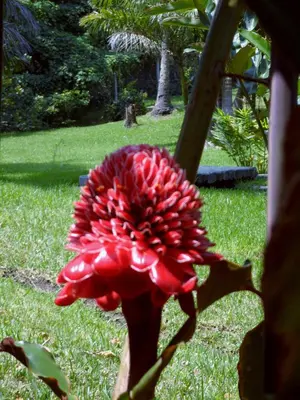 a red flower on a plant in the grass at Thermal Paradise Villa in Caluco