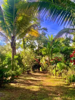 a palm tree in the middle of a garden at Green Canyon in El Jurón