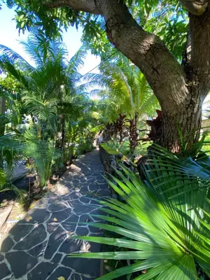 a walkway with a tree and palm trees at Lote 44 Guesthouse in El Zonte