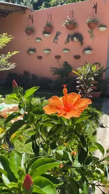 an orange flower in front of a wall with potted plants at HOTEL EL VIAJERO in La Libertad